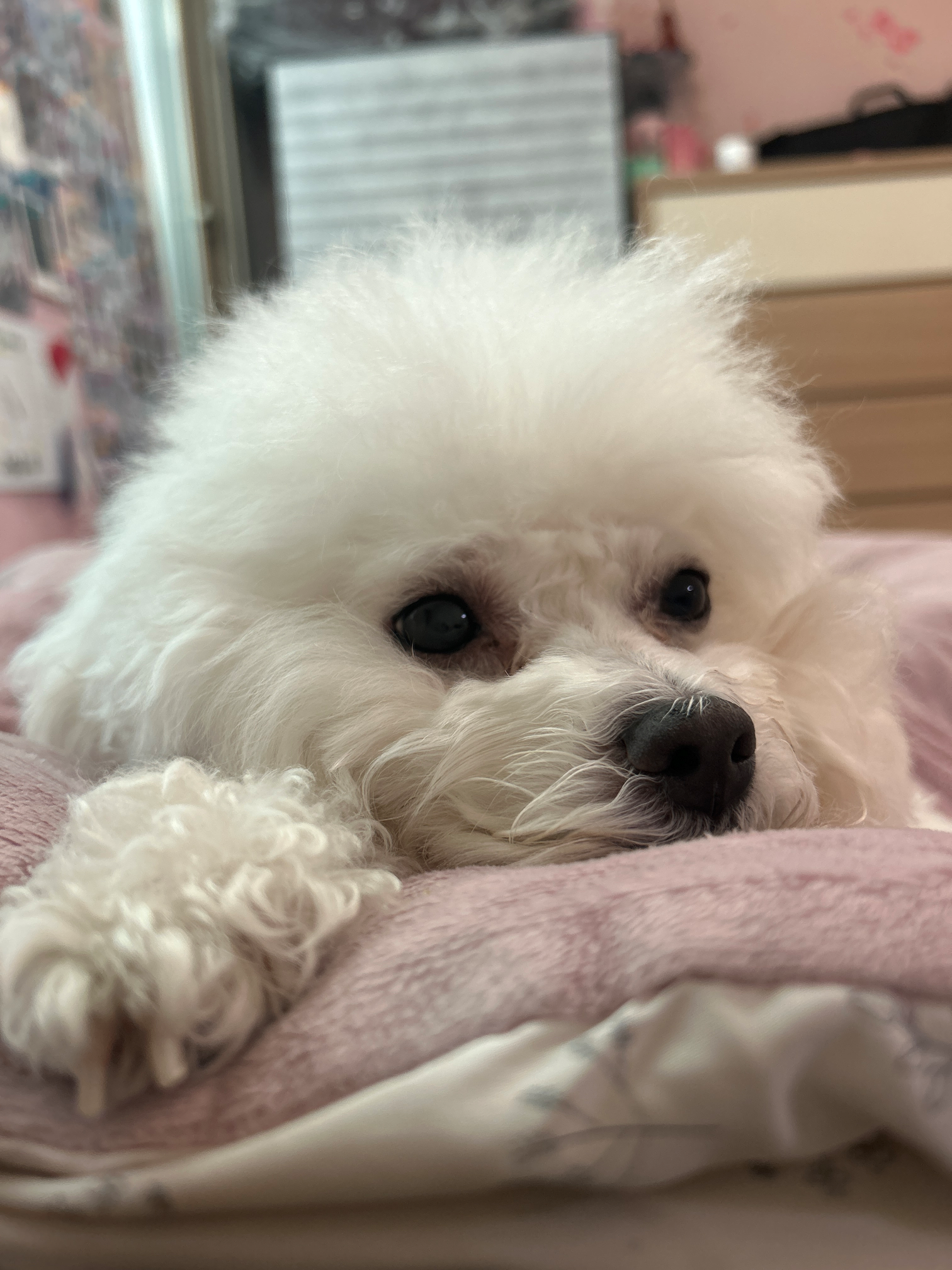 KongsFa - Artist Profile