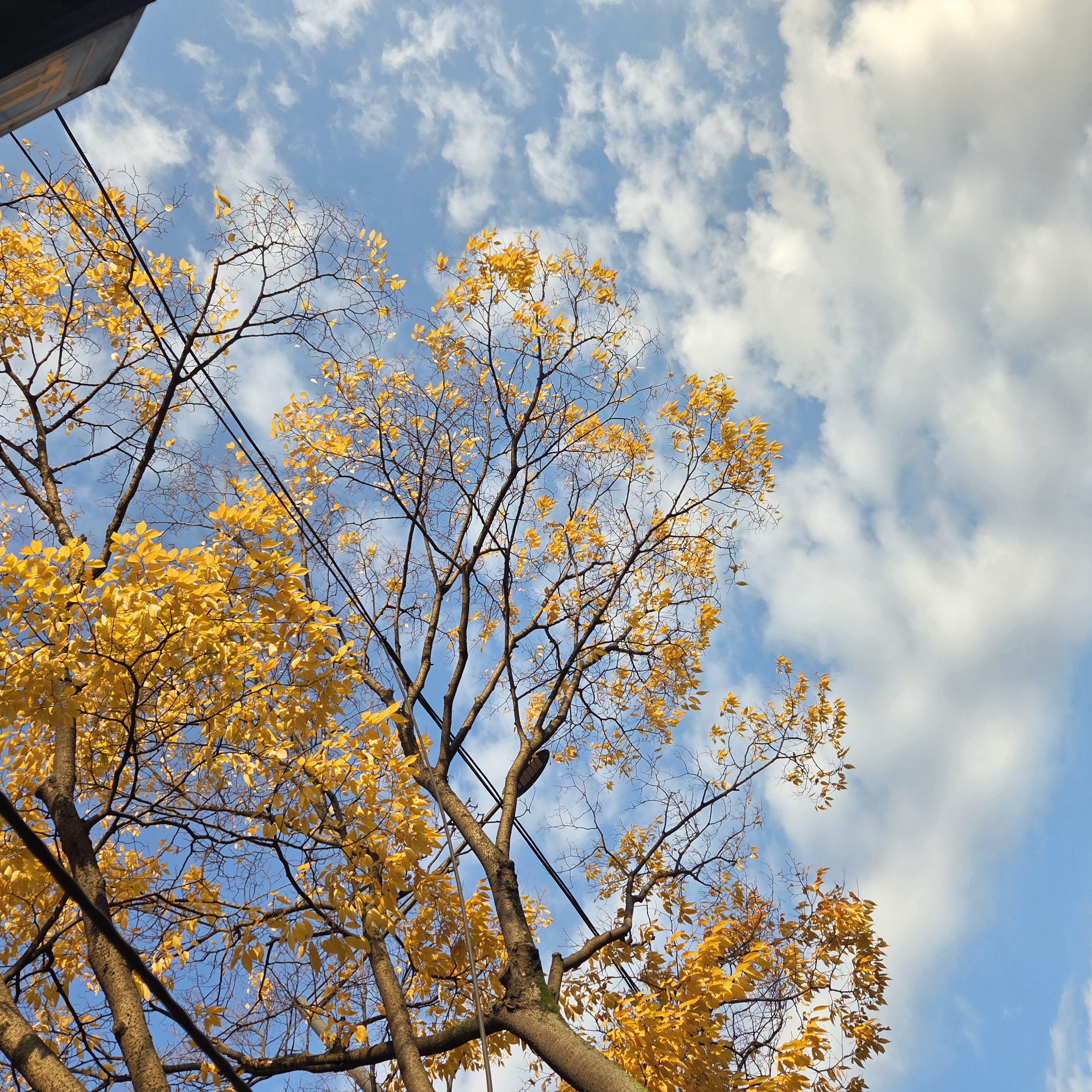 Yoojin - Artist Profile