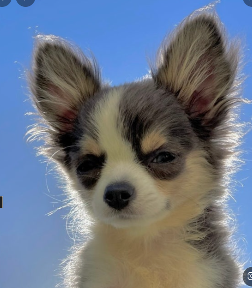 Lesell - Artist Profile