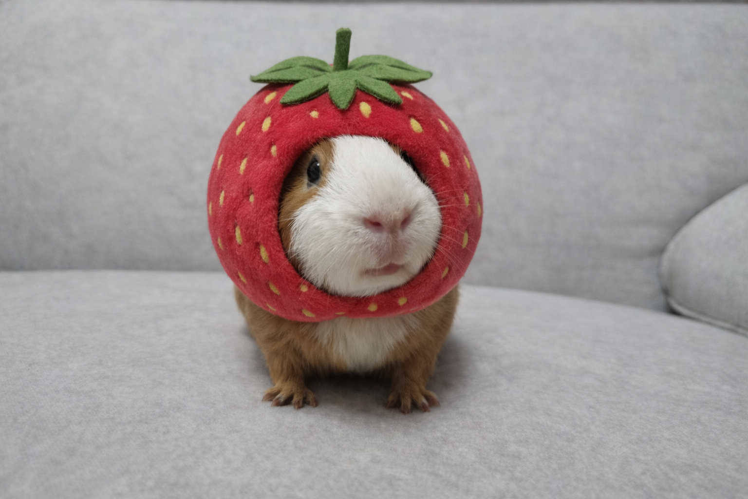 박연화 - Artist Profile