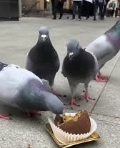 Pigon - Artist Profile