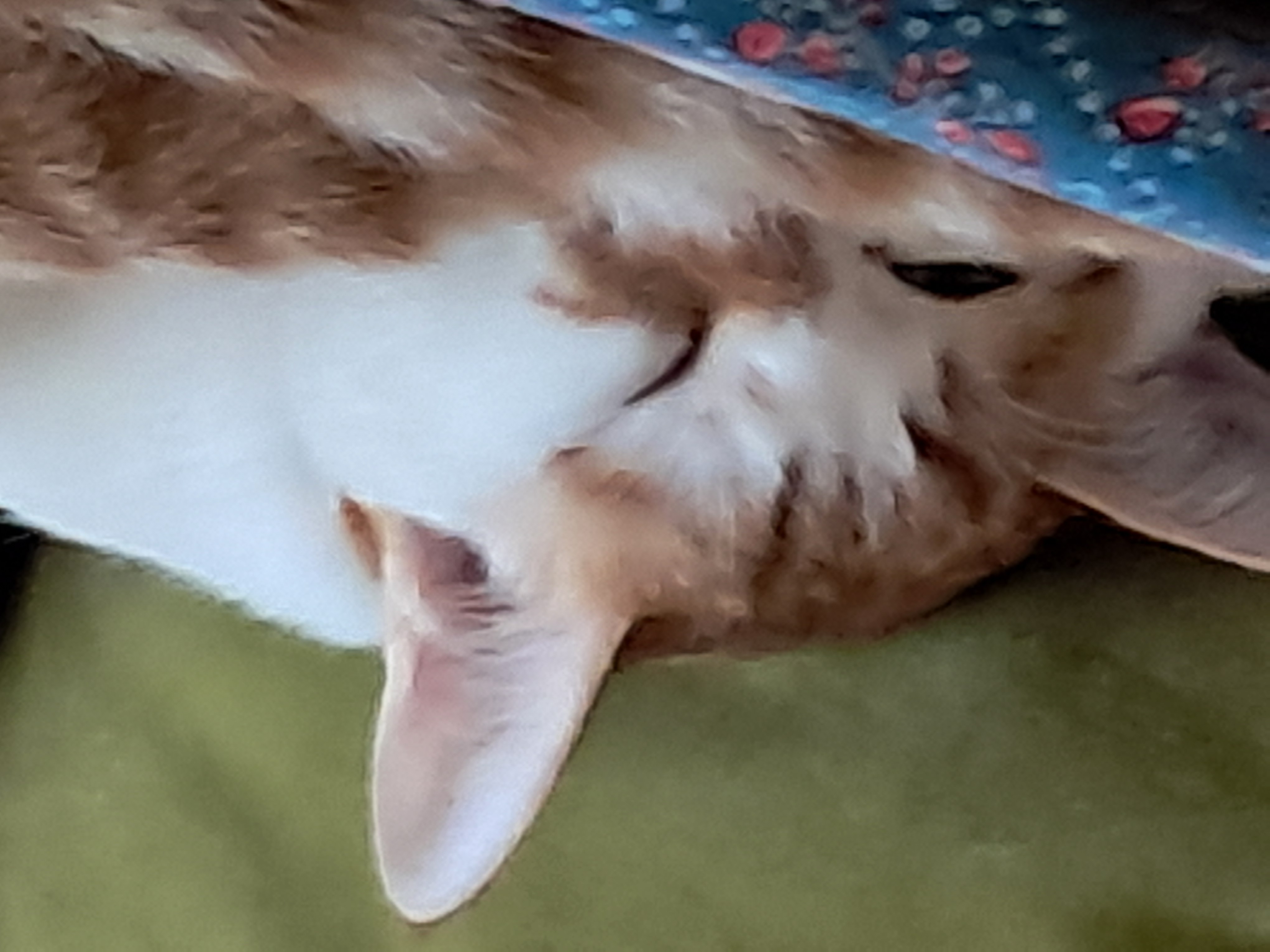 Peaceo0 - Artist Profile