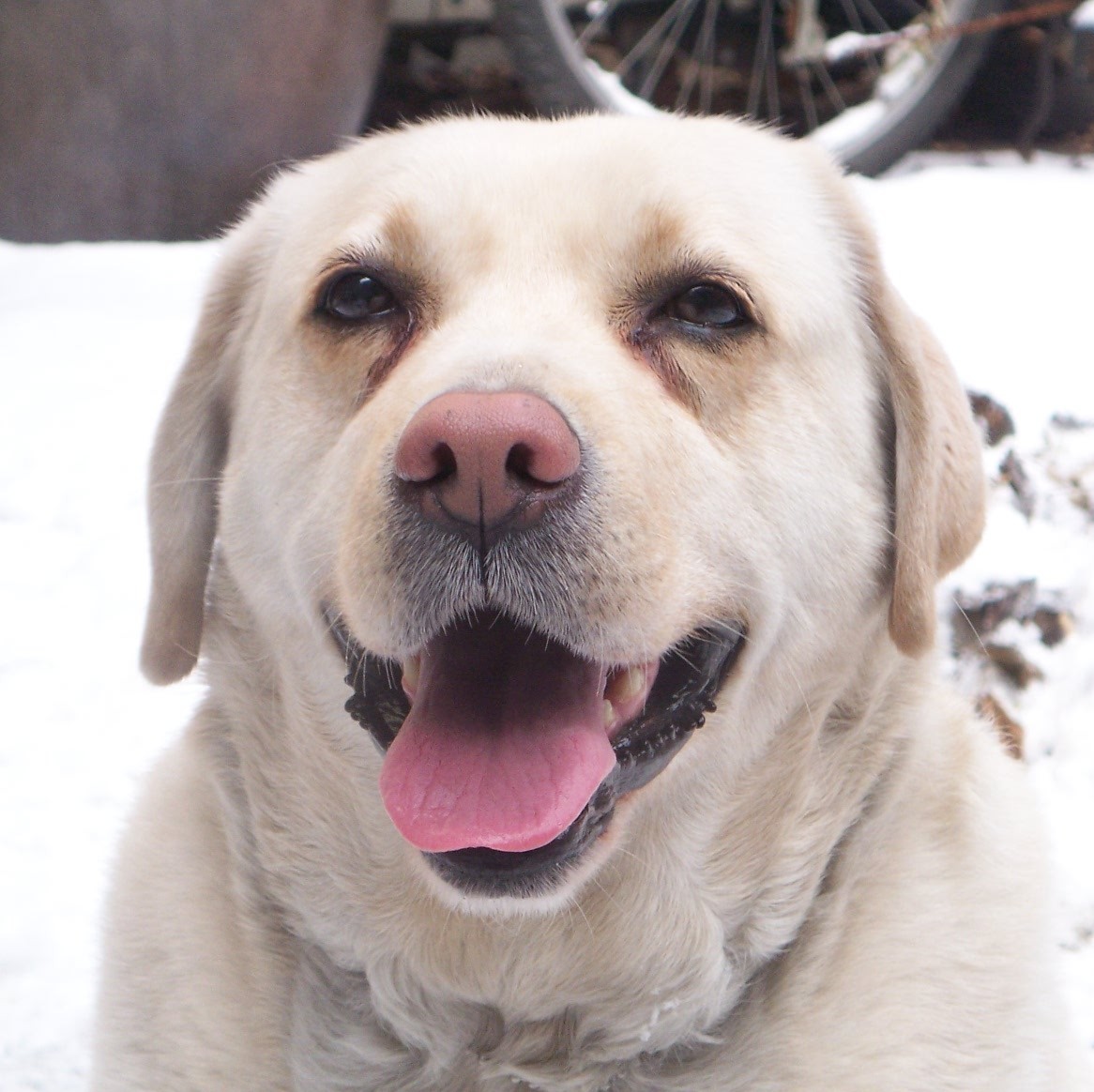 saebomi - Artist Profile