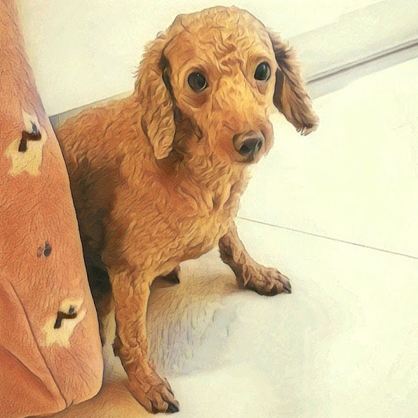 ChoBoo - Artist Profile