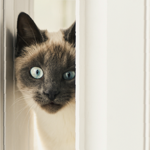 Spy Cat
