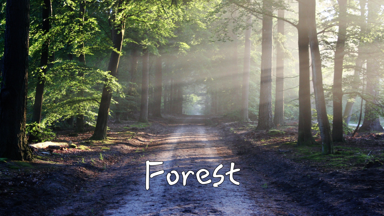 Forest