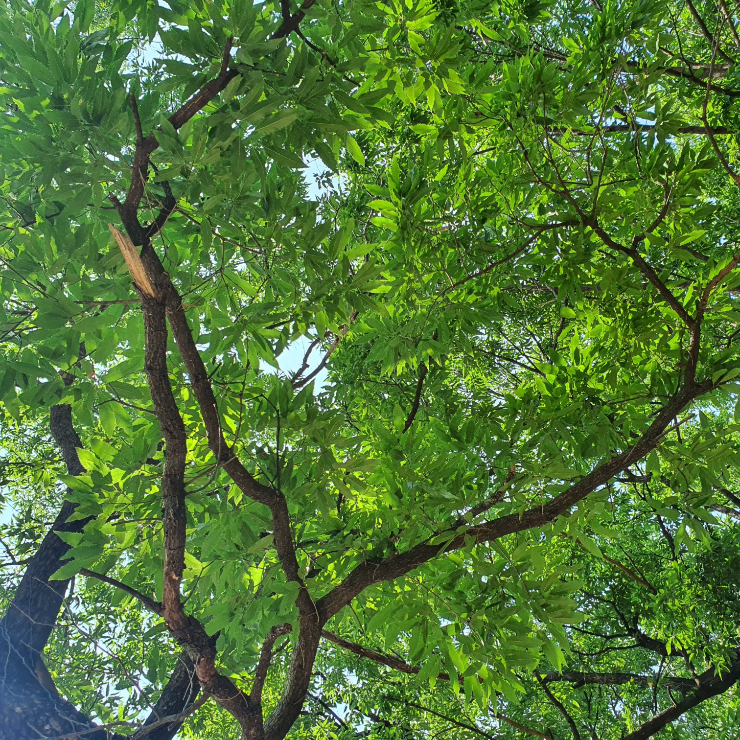 Mother Nature (Orchestral|Epic)