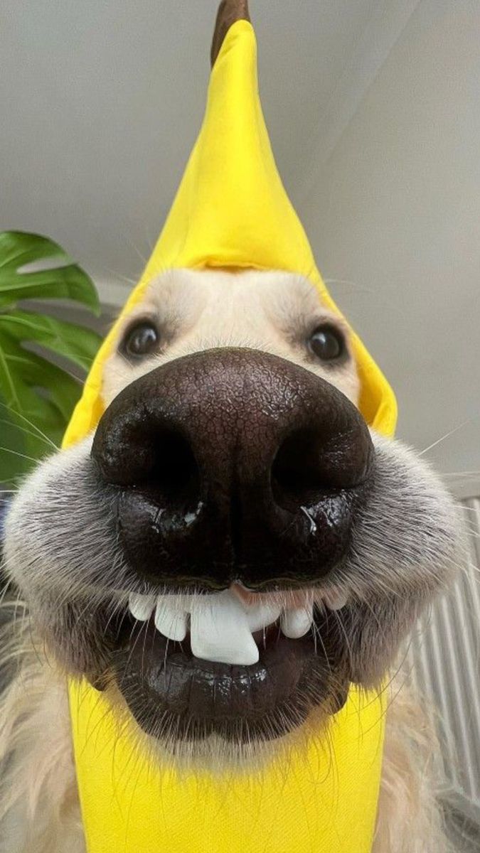 Funny animal BGM (Fun, Bright)