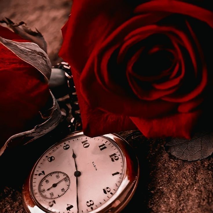 Ms. Mcqueen_Tango_Academia_Elegant