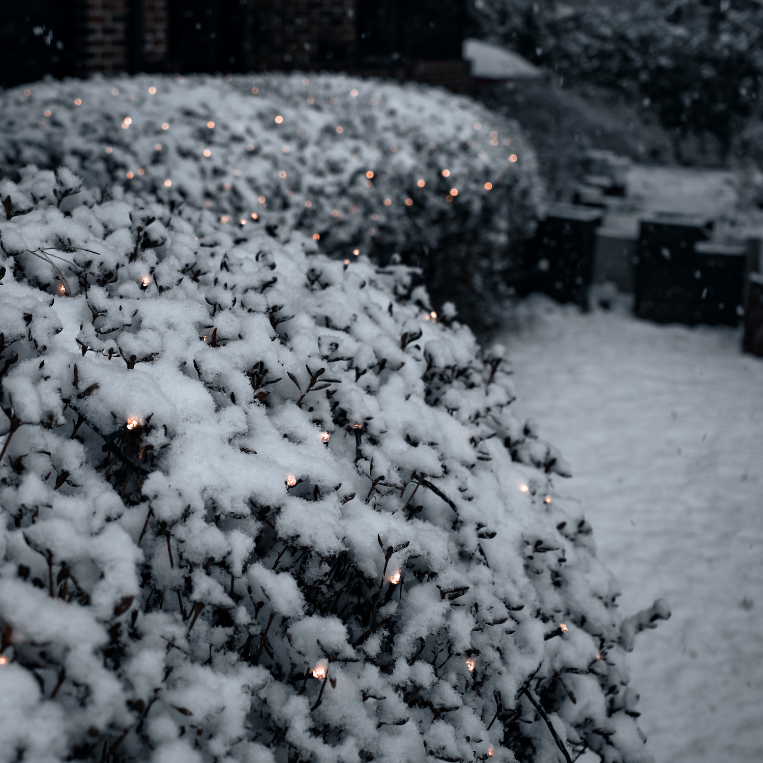 Winter