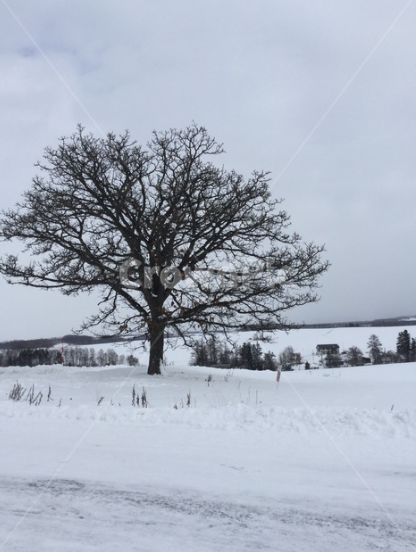 a field of snow