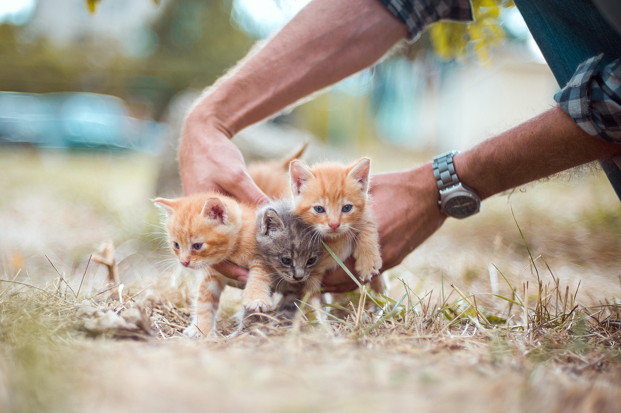 Cute_Kalimba_Wagging Tails_115