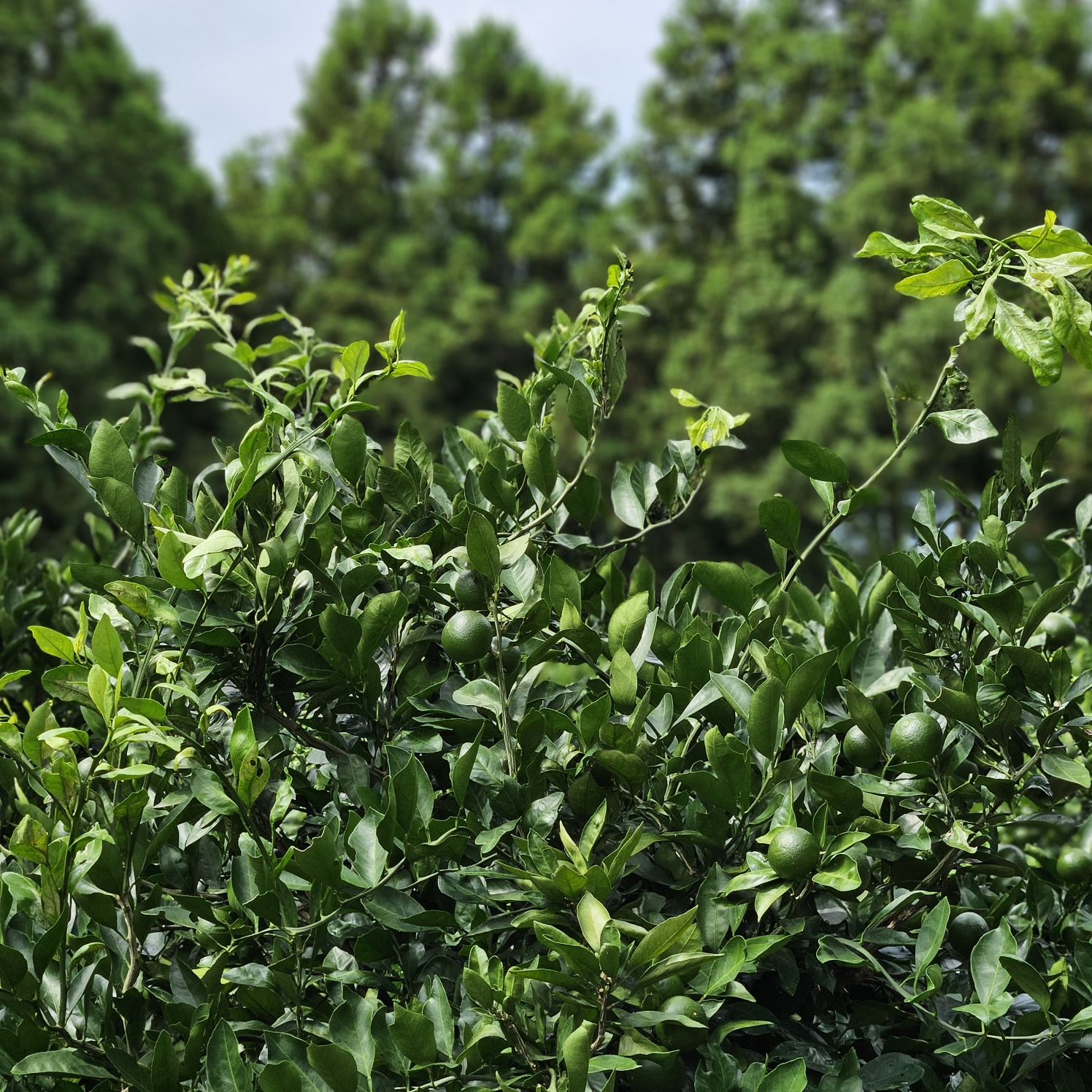 COFFEEKING - Artist Profile