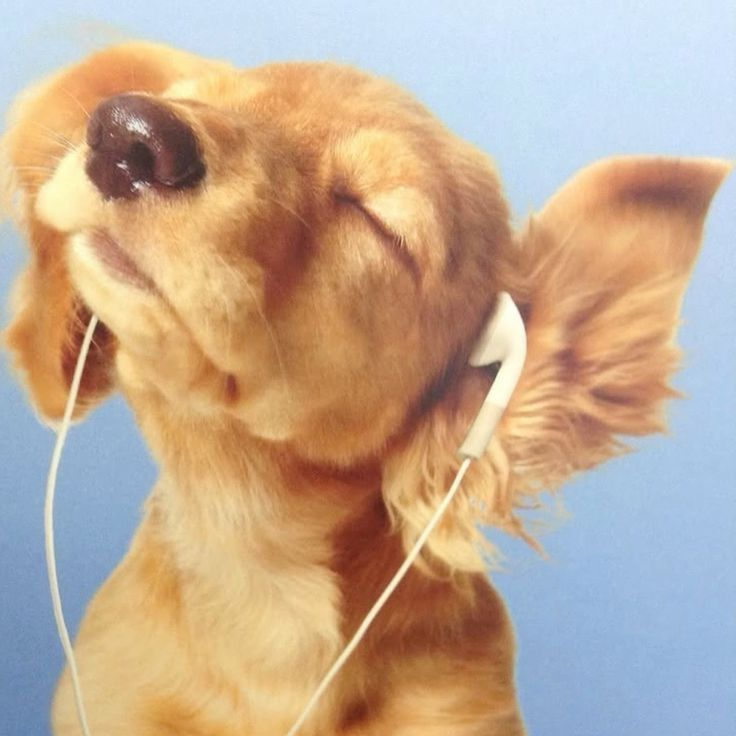 siis - Artist Profile