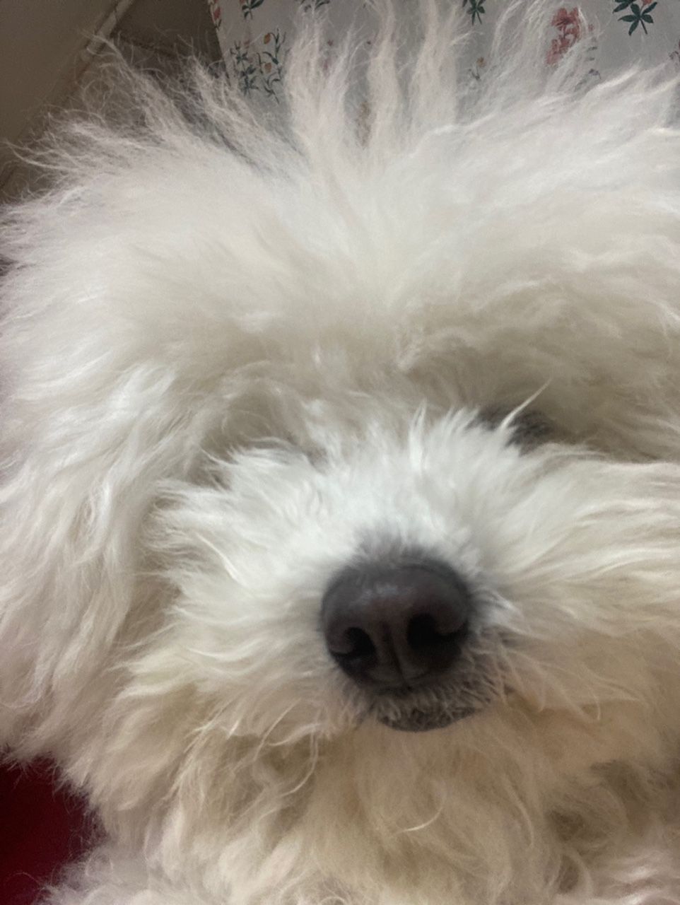 Somnia - Artist Profile