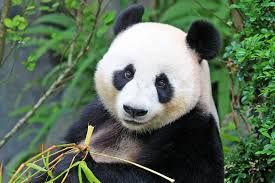 panda - Artist Profile