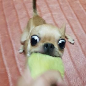 wawaham - Artist Profile