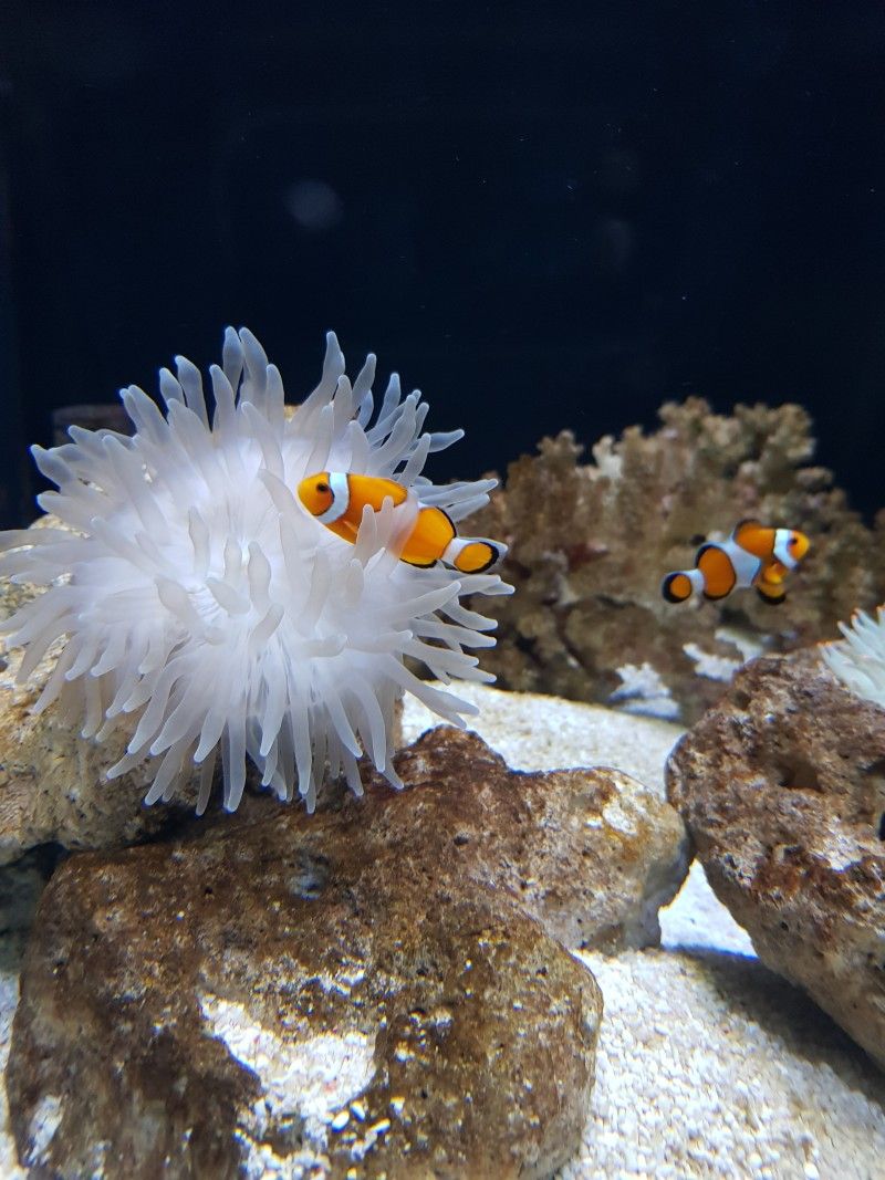 someday - Artist Profile