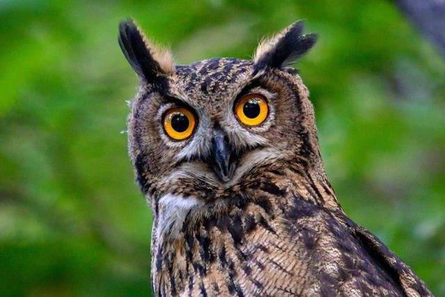 DaG - Artist Profile