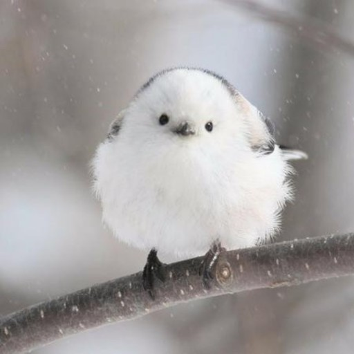 WhiteYani - Artist Profile