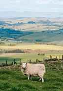 양의 유언 (Escape to the Dream)