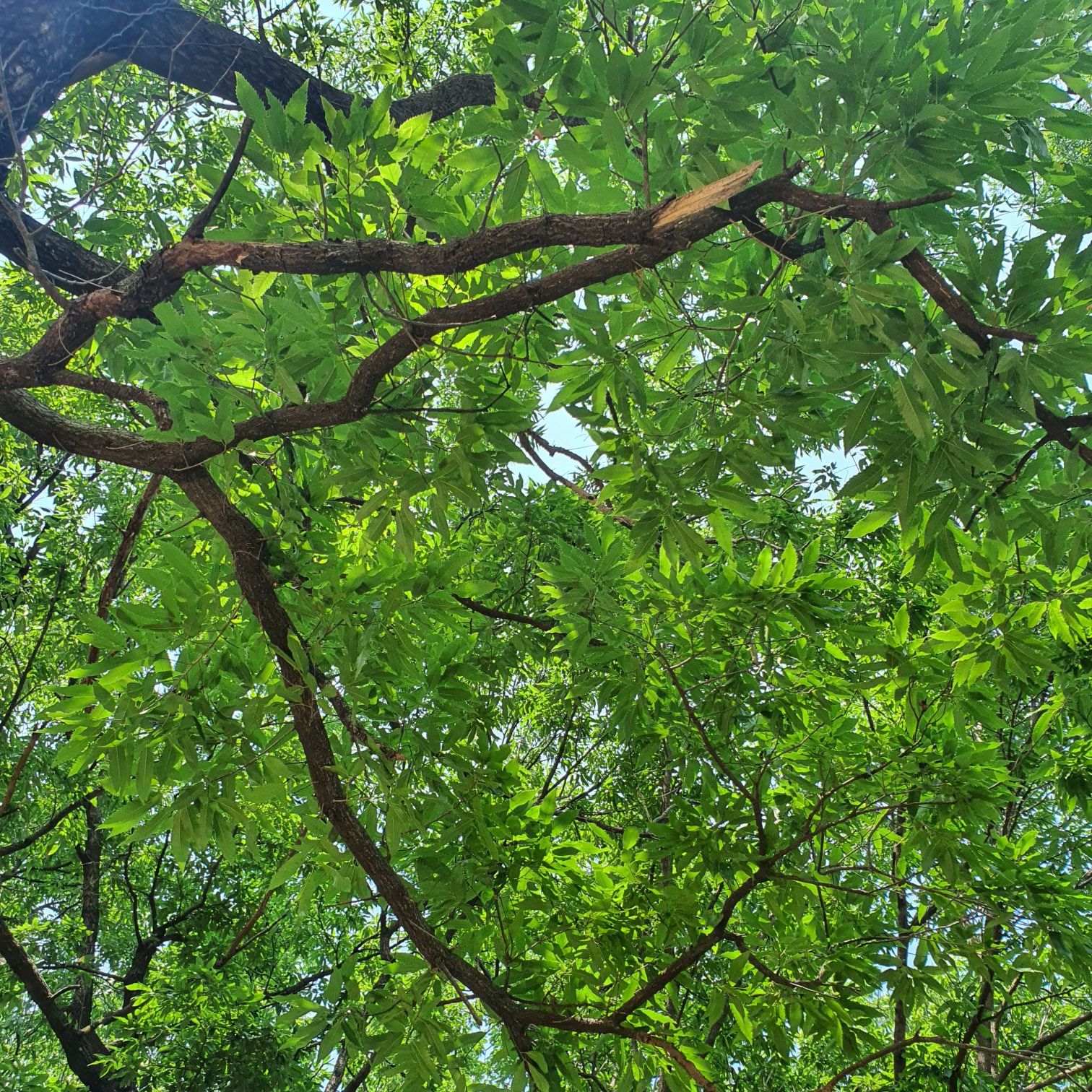 Mother Nature (Orchestral|Epic)