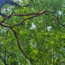 Mother Nature (Orchestral|Epic)