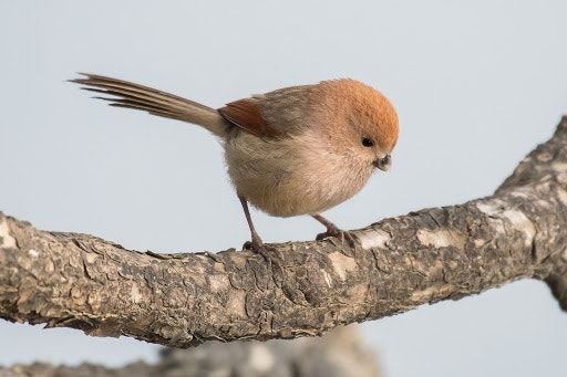 옆길로 새는 뱁새 (Orchestral|Cute)