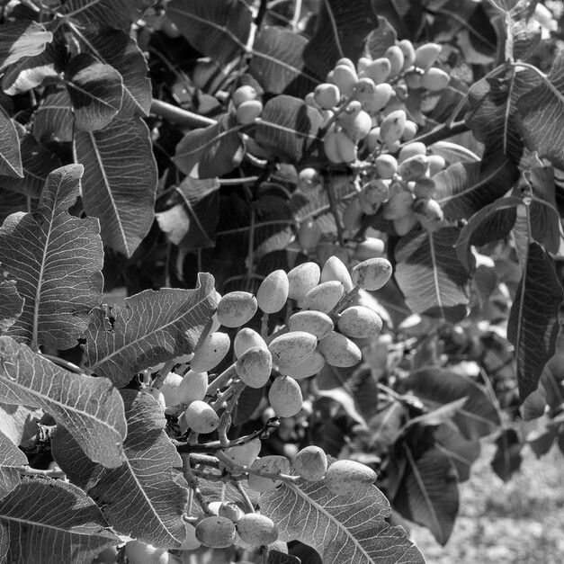 보고싶다, 쫀득하게